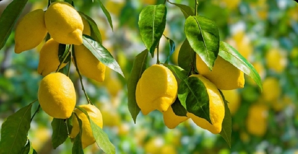 الليمون يلوح بارتفاع جديد في السوق الأردني