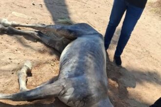بالصور .. فرق الرقابة الصحية تنقذ حياة حصان في العقبة