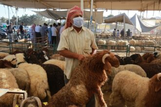 الأردن يصدر نحو 590 ألف رأس من المواشي خلال 6 أشهر