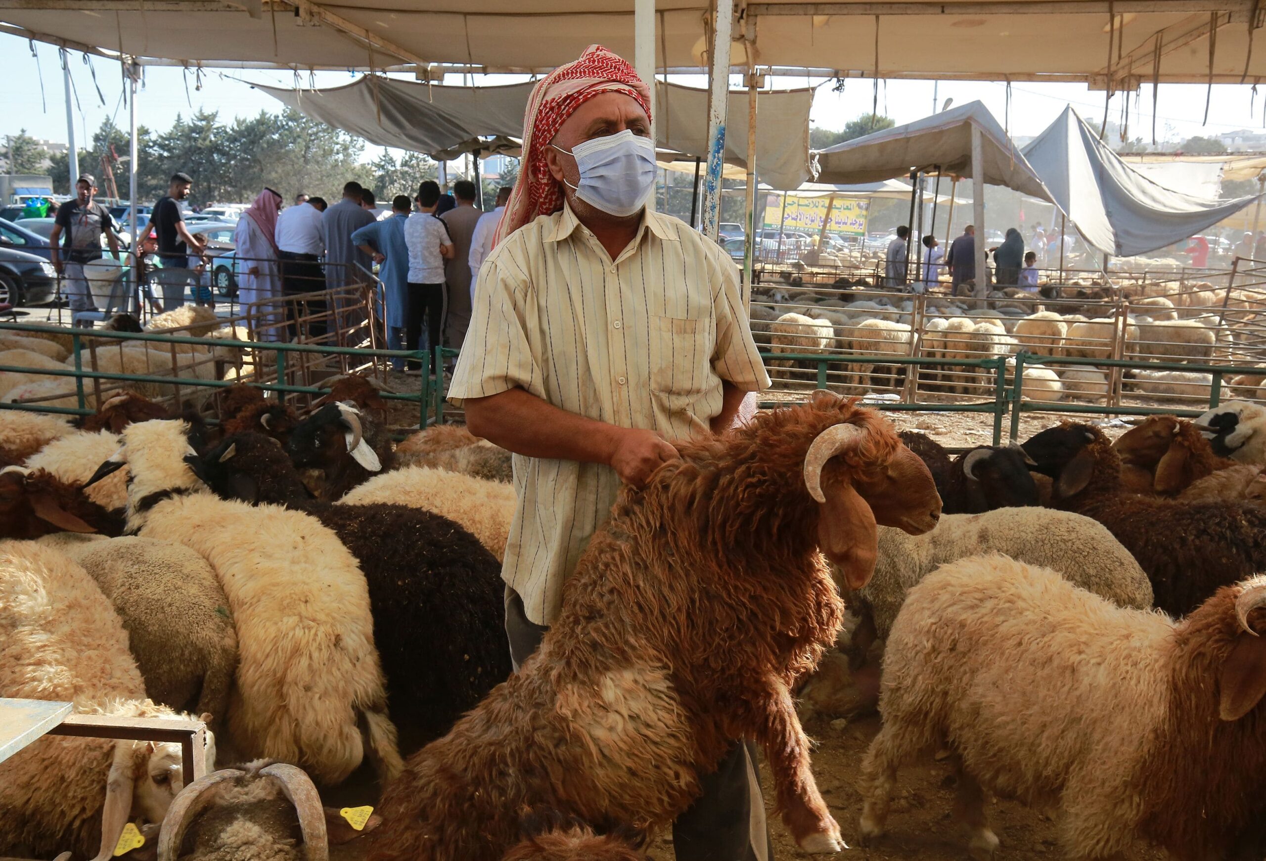 الأردن يصدر نحو 590 ألف رأس من المواشي خلال 6 أشهر