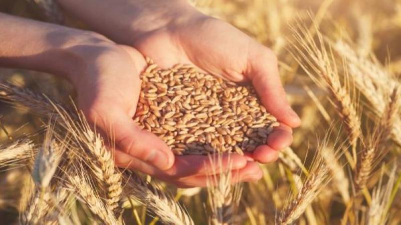 الحكومة تقر شراء القمح والشعير وتخفض أسعار البذار دعمًا للمزارعين