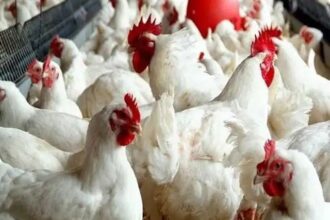 استقرار نسبي في المزارع والأسواق المصرية