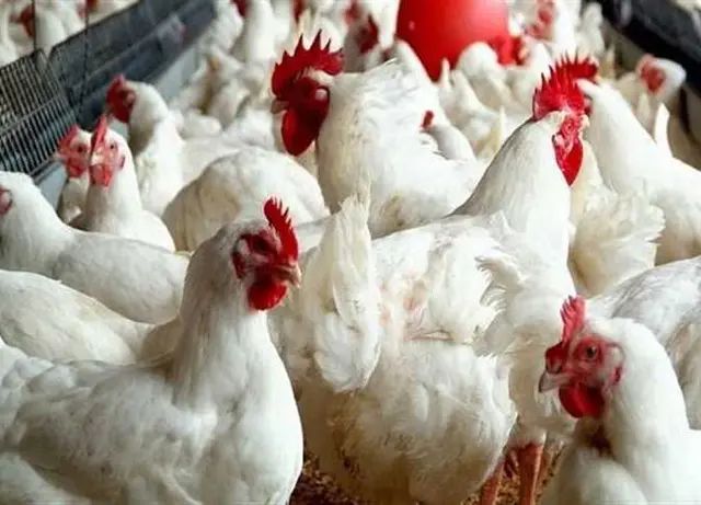 استقرار نسبي في المزارع والأسواق المصرية