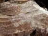كنز جيني في الأردن يكشف سر أقدم جائحة عرفها التاريخ