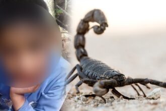 عاجل | وفاة طفلة بلدغة عقرب قاتل في عين الباشا
