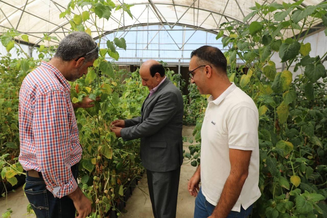 مدير عام البحوث الزراعية يتفقد التجارب البحثية في محطة الحسين بالبقعة