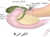 ركود الصفراء لأكثر من 3 أسابيع يسبب تغيرات لا رجعة فيها في الكبد