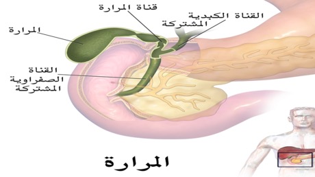 ركود الصفراء لأكثر من 3 أسابيع يسبب تغيرات لا رجعة فيها في الكبد