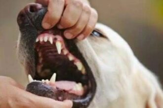 هجوم كلاب ضالة على طفل في المفرق يُصاب في وجهه