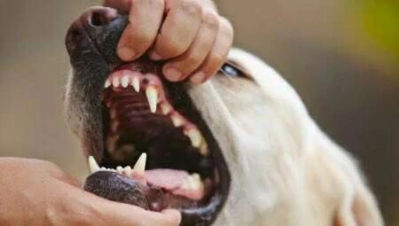 هجوم كلاب ضالة على طفل في المفرق يُصاب في وجهه