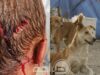 عاجل | بالفيديو .. الكلاب الضالة تهدد حياة الأردنيين… والملف يؤجل .. ولا حياة لمن تنادي