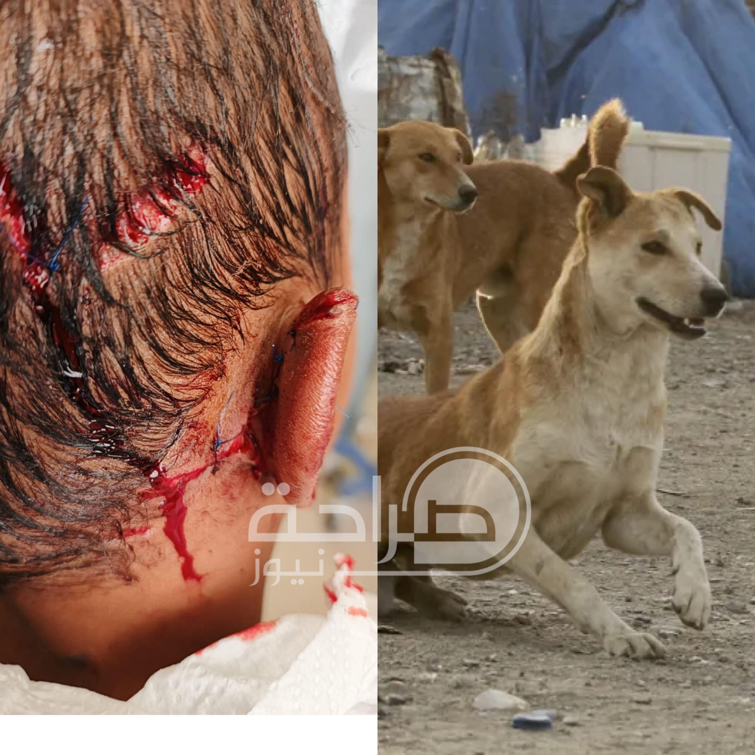 عاجل | بالفيديو .. الكلاب الضالة تهدد حياة الأردنيين… والملف يؤجل .. ولا حياة لمن تنادي