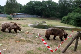 صورة حول : اليابان تستنجد بالجيش لمواجهة موجة هجمات دببة قاتلة اليابان تستنجد بالجيش لمواجهة موجة هجمات دببة قاتلة