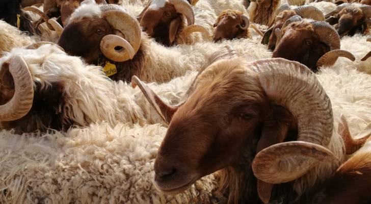 خبر هام جدًا لمربي المواشي والمزارعين في الطفيلة