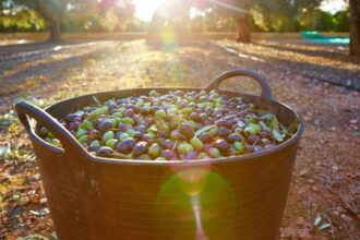صورة حول : موعد انطلاق مهرجان الزيتون الوطني في عمان موعد انطلاق مهرجان الزيتون الوطني في عمان
