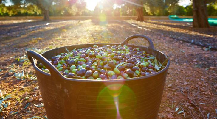 صورة حول : موعد انطلاق مهرجان الزيتون الوطني في عمان موعد انطلاق مهرجان الزيتون الوطني في عمان