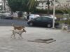 عاجل | النواب يحذرون من تزايد هجمات الكلاب الضالة على الأطفال والمواطنين