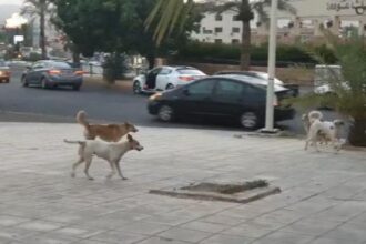 عاجل | النواب يحذرون من تزايد هجمات الكلاب الضالة على الأطفال والمواطنين