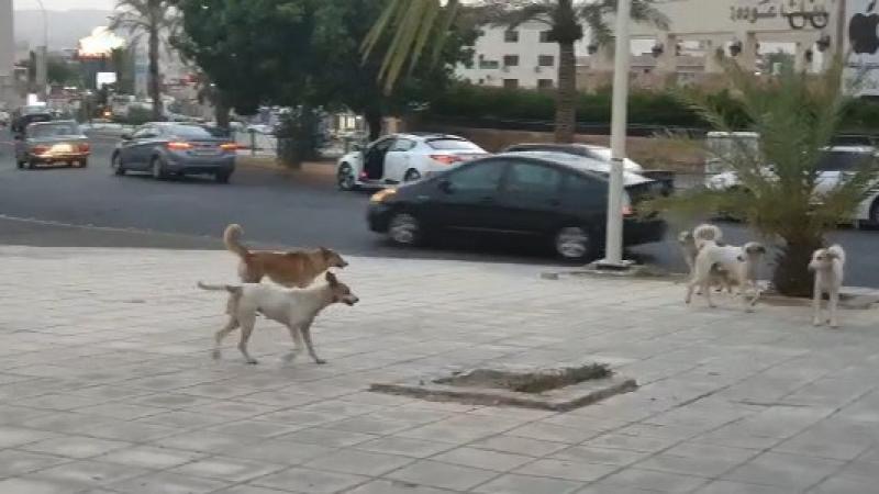 عاجل | النواب يحذرون من تزايد هجمات الكلاب الضالة على الأطفال والمواطنين