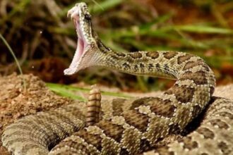 صورة حول : إغماء شخص بعد لدغة أفعى سامة في السلط إغماء شخص بعد لدغة أفعى سامة في السلط