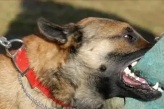 كلب ضال يهجم على طفل ويصيب والده بكسور عميقه في الزرقاء