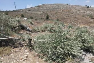 مستوطنون يهاجمون أشجار زيتون في قرية بردلة