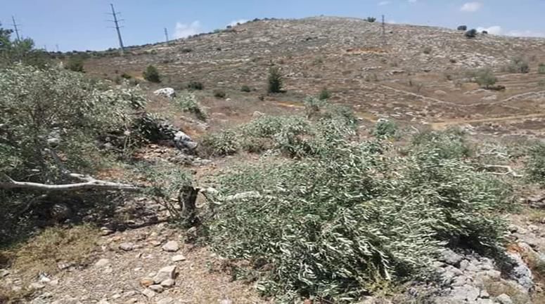 مستوطنون يهاجمون أشجار زيتون في قرية بردلة