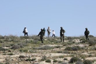 مستوطنون يقتلعون 60 شجرة زيتون في سوسيا بالخليل