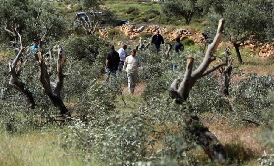 الاحتلال والمستوطنون يقتلعون 150 شجرة زيتون في مسافر يطا