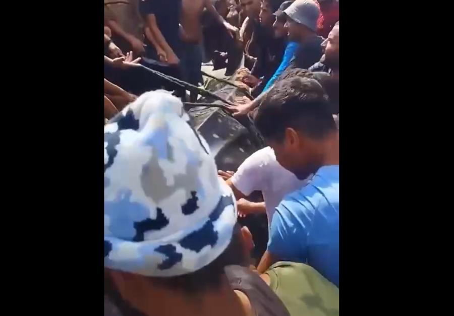 صيد قرش الحوت في غزة يثير جدلاً بيئياً وإعلامياً