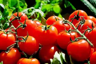 اليك سعر البندورة في السوق المركزي اليوم السبت