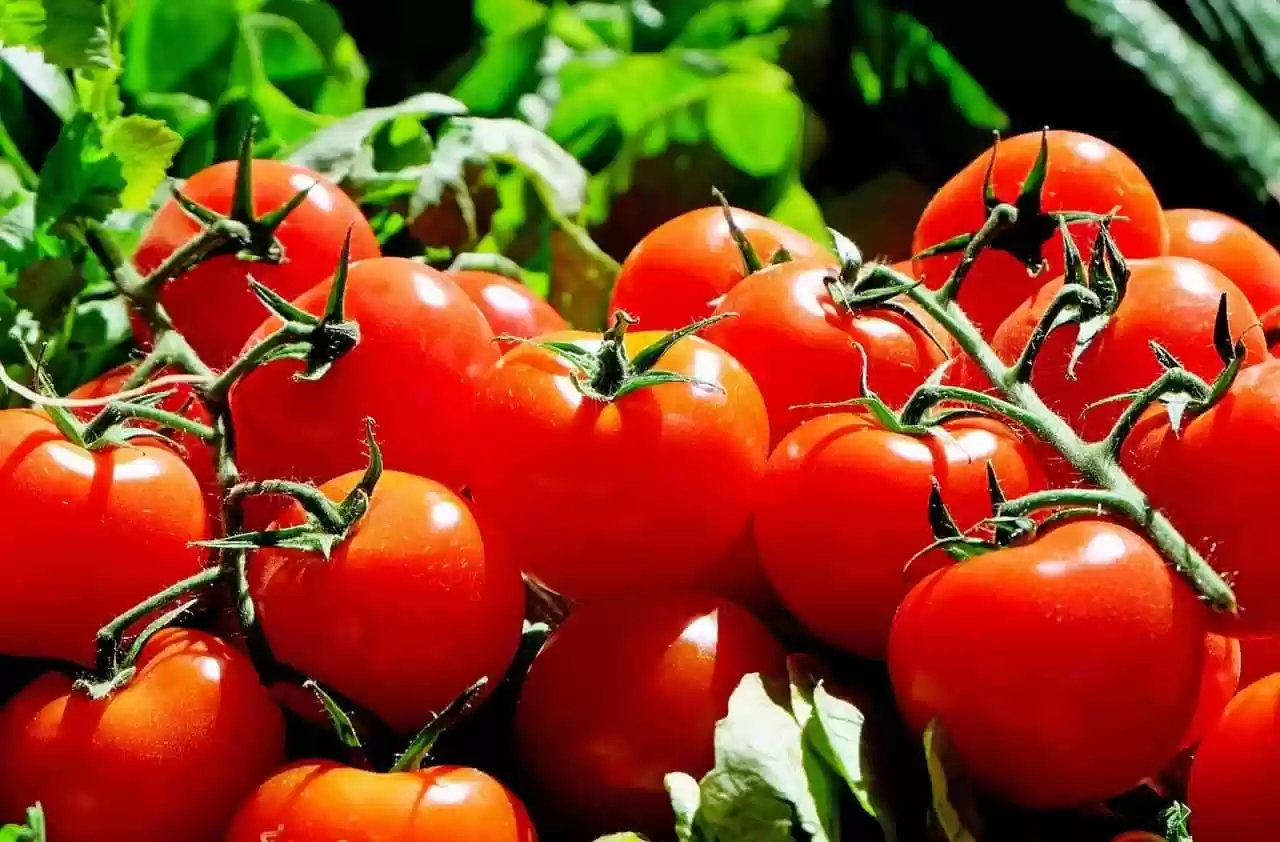اليك سعر البندورة في السوق المركزي اليوم السبت