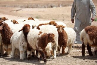 الإقراض الزراعي في البادية الشمالية يسجل قفزة كبيرة خلال 2025