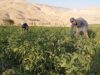 مزارعو الكرك يطالبون بخطط واستراتيجيات لدعم الزراعة