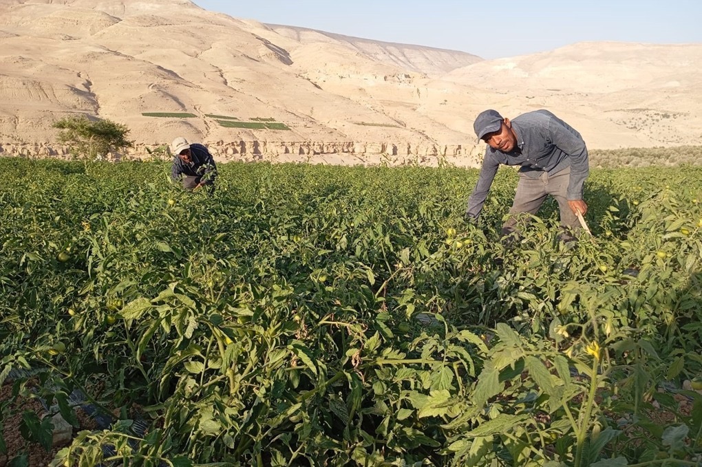 مزارعو الكرك يطالبون بخطط واستراتيجيات لدعم الزراعة