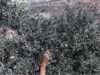 الاحتلال يفرض تصاريح وشروطًا على مزارعي الجنوب اللبناني لقطاف الزيتون