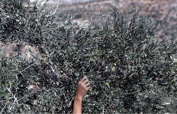 الاحتلال يفرض تصاريح وشروطًا على مزارعي الجنوب اللبناني لقطاف الزيتون