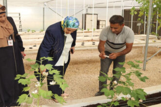 نجاح تجربة بحثية لزراعة القطن في جرش