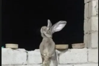 صورة حول : أرنب بلجيكي يخطف الأنظار بإربد أرنب بلجيكي يخطف الأنظار بإربد