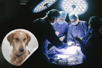 كلب ضال يشوه وجه طفل في إربد