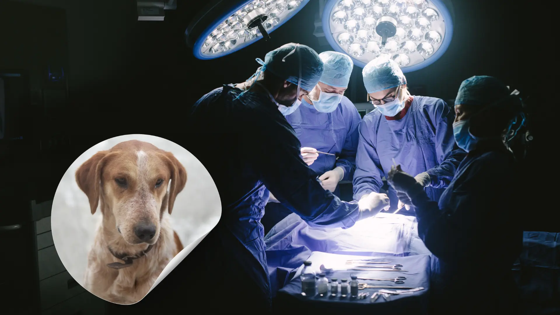 صورة حول : كلب ضال يشوه وجه طفل في إربد كلب ضال يشوه وجه طفل في إربد