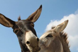 صورة حول : مسؤول مصري: التفاعل مع الحمير يقلل من التوتر مسؤول مصري: التفاعل مع الحمير يقلل من التوتر