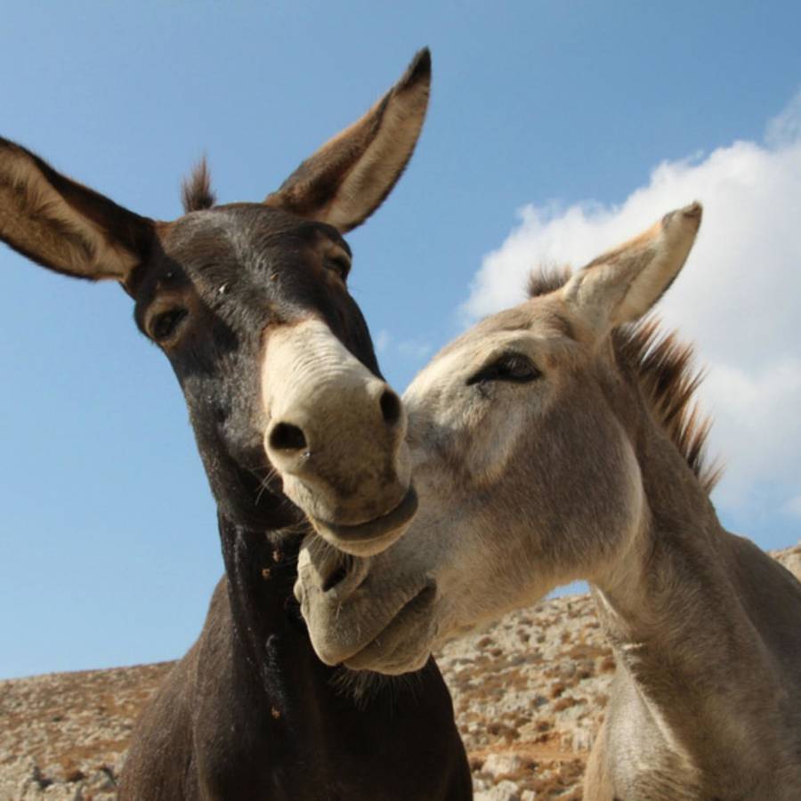 صورة حول : مسؤول مصري: التفاعل مع الحمير يقلل من التوتر مسؤول مصري: التفاعل مع الحمير يقلل من التوتر