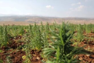 صورة حول : لبنان يقنن زراعة الحشيش ويحوّلها لمصدر دخل رسمي لبنان يقنن زراعة الحشيش ويحوّلها لمصدر دخل رسمي