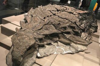 صورة حول : منجم "صنكور ميلينيوم" يخبئ اكتشافات استثنائية للديناصورات المدرعة منجم "صنكور ميلينيوم" يخبئ اكتشافات استثنائية للديناصورات المدرعة