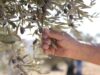 زراعة الطفيلة تدعو مزارعي الزيتون لتأجيل القطاف