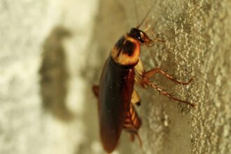 صورة حول : دراسة تكشف عن خطورة الصراصير في المنازل دراسة تكشف عن خطورة الصراصير في المنازل