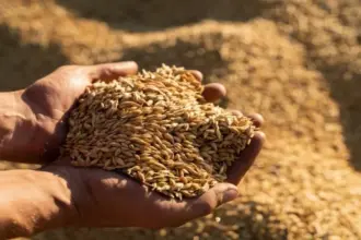 الشعير يتصدر خيارات الغذاء الصحي ويحلّ بديلاً للأرز