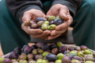 الزراعة تتوقع فتح استيراد زيت الزيتون منتصف تشرين الثاني