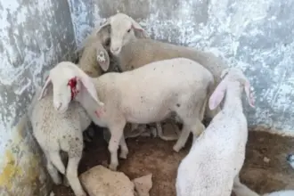 صورة حول : مستوطنون يعتدون على الثروات الحيوانيّة بالخليل مستوطنون يعتدون على الثروات الحيوانيّة بالخليل